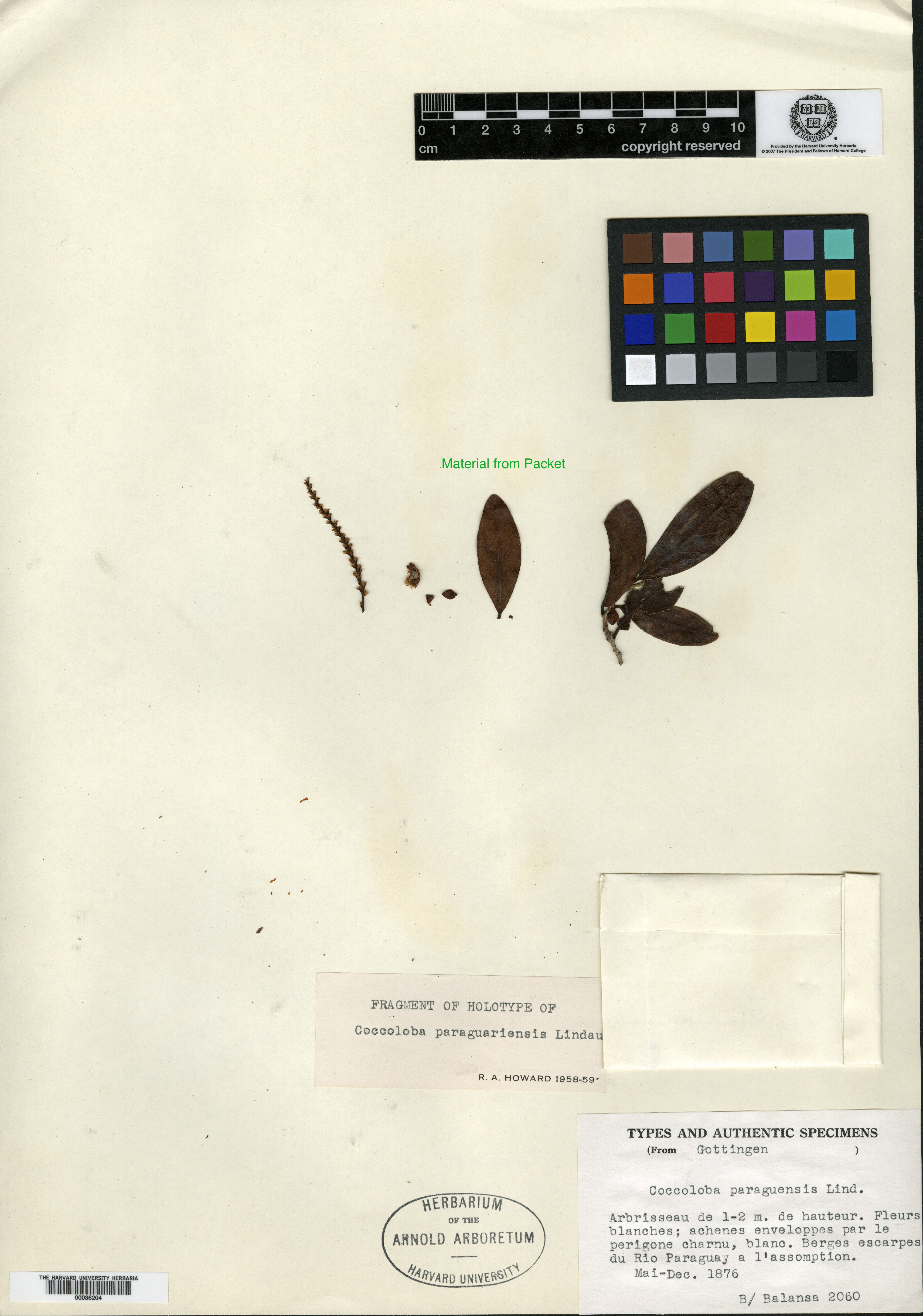 Coccoloba paraguariensis image