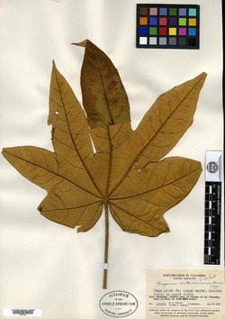 Oreopanax santanderianus image