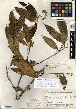 Duguetia surinamensis image