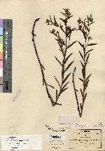 Lithospermum calcicola image