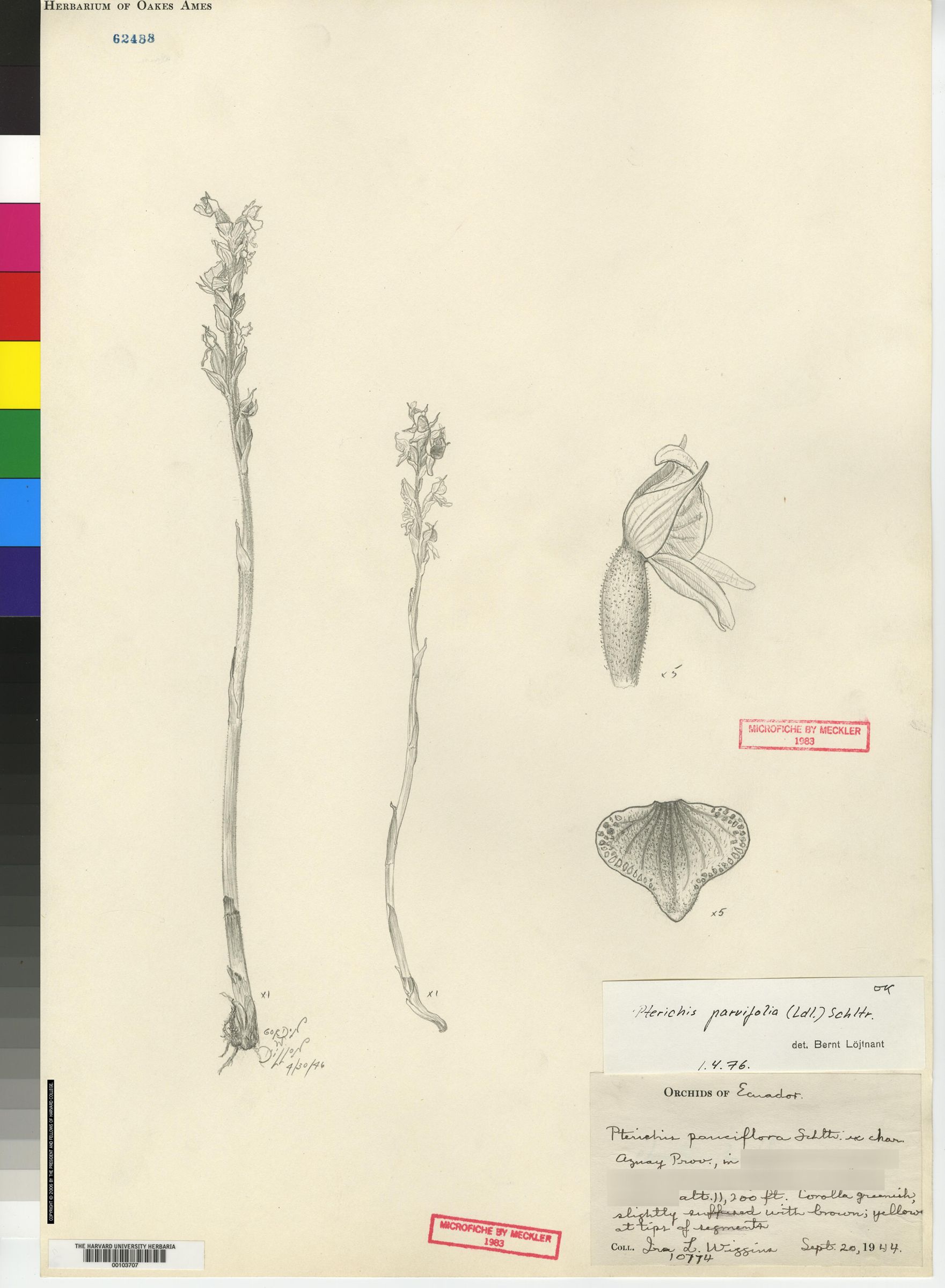Pterichis parvifolia image