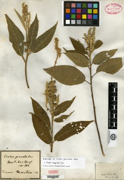 Croton gynopetalus image