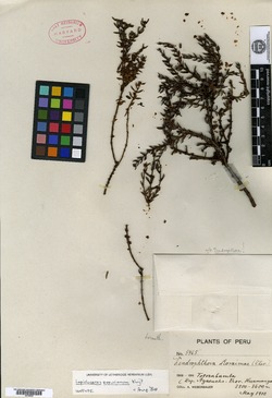Lepidoceras peruvianum image