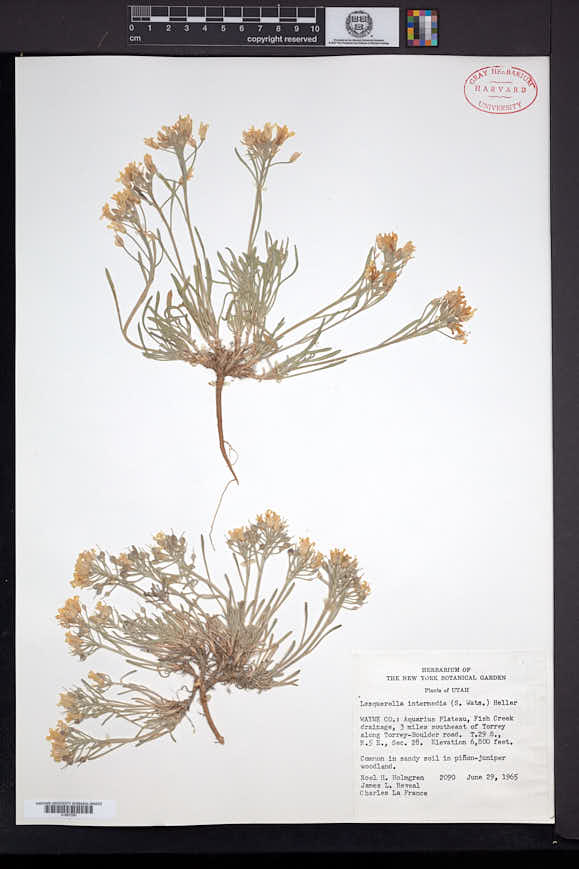 Physaria intermedia image
