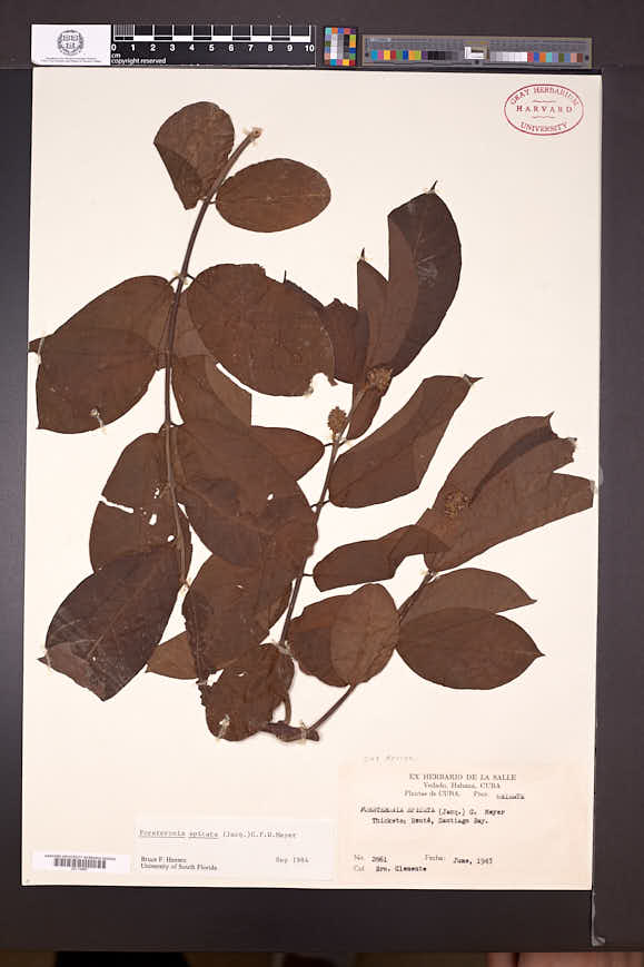 Forsteronia spicata image