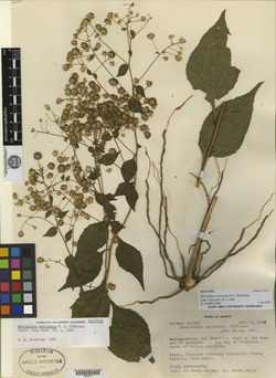 Mexianthus mexicanus image