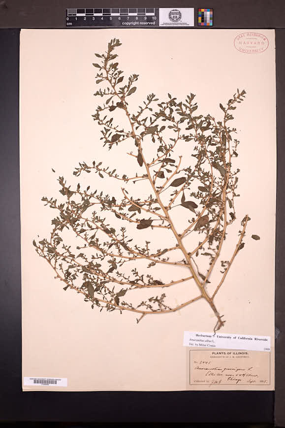 Amaranthus albus image