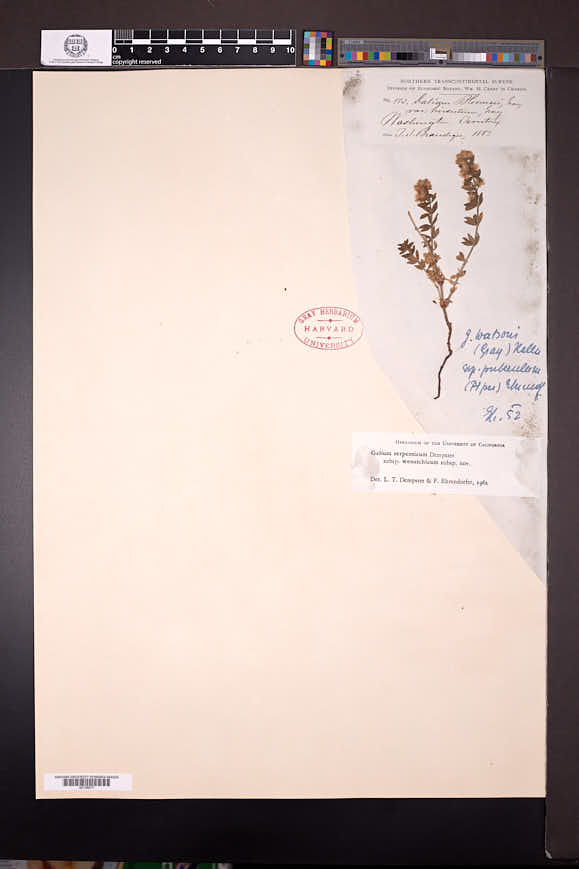 Galium serpenticum subsp. wenatchicum image