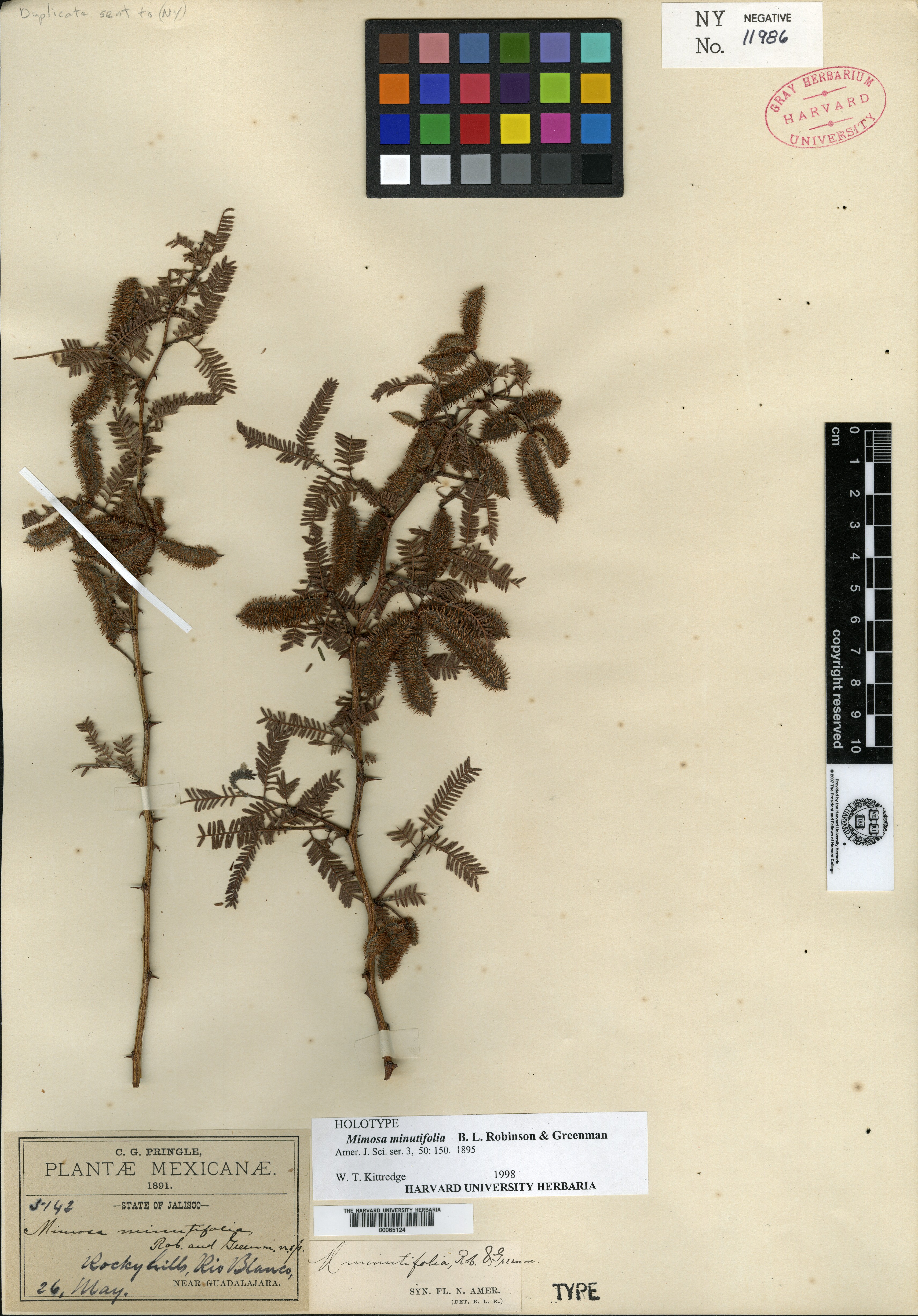 Mimosa minutifolia image