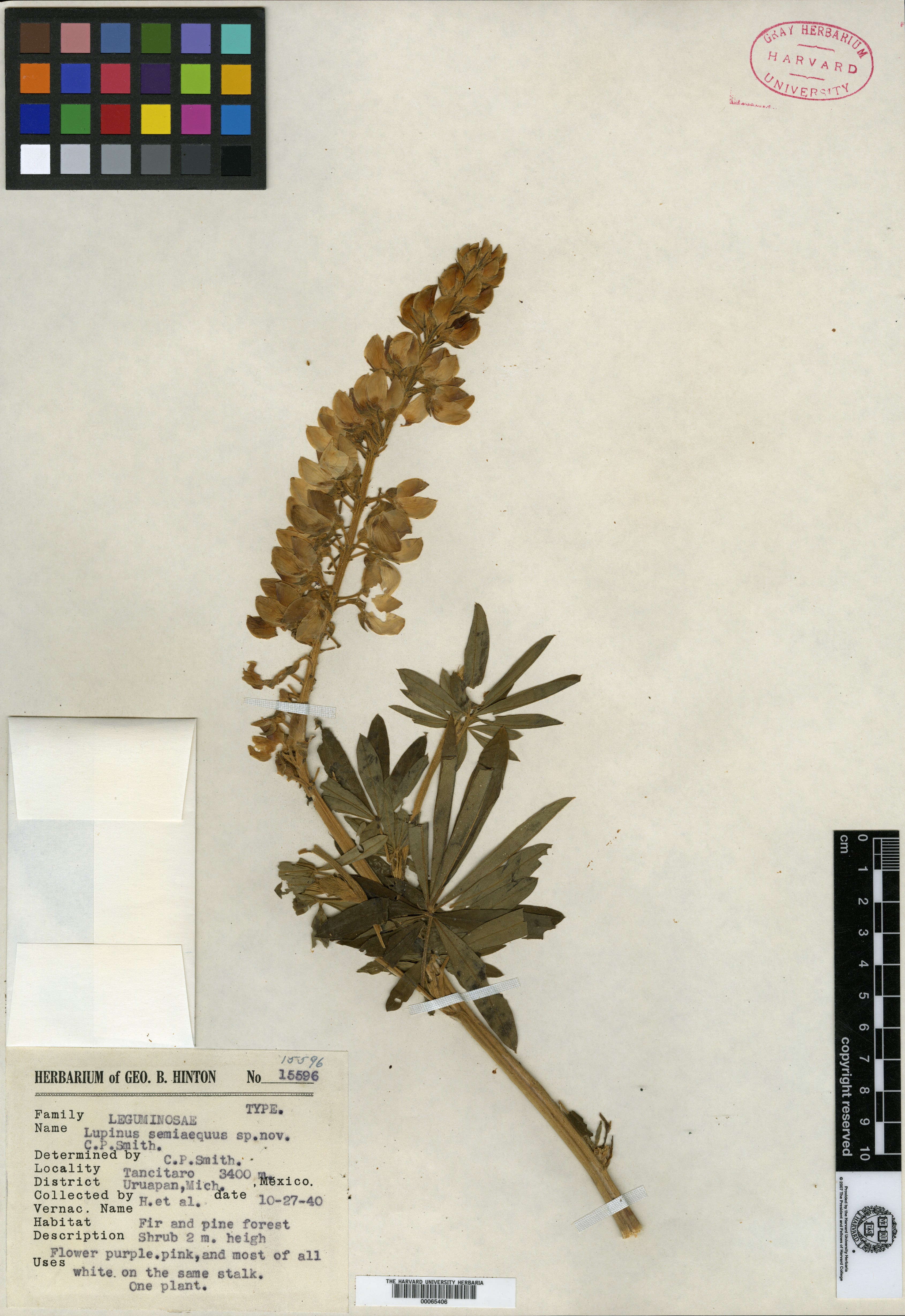 Lupinus semiaequus image