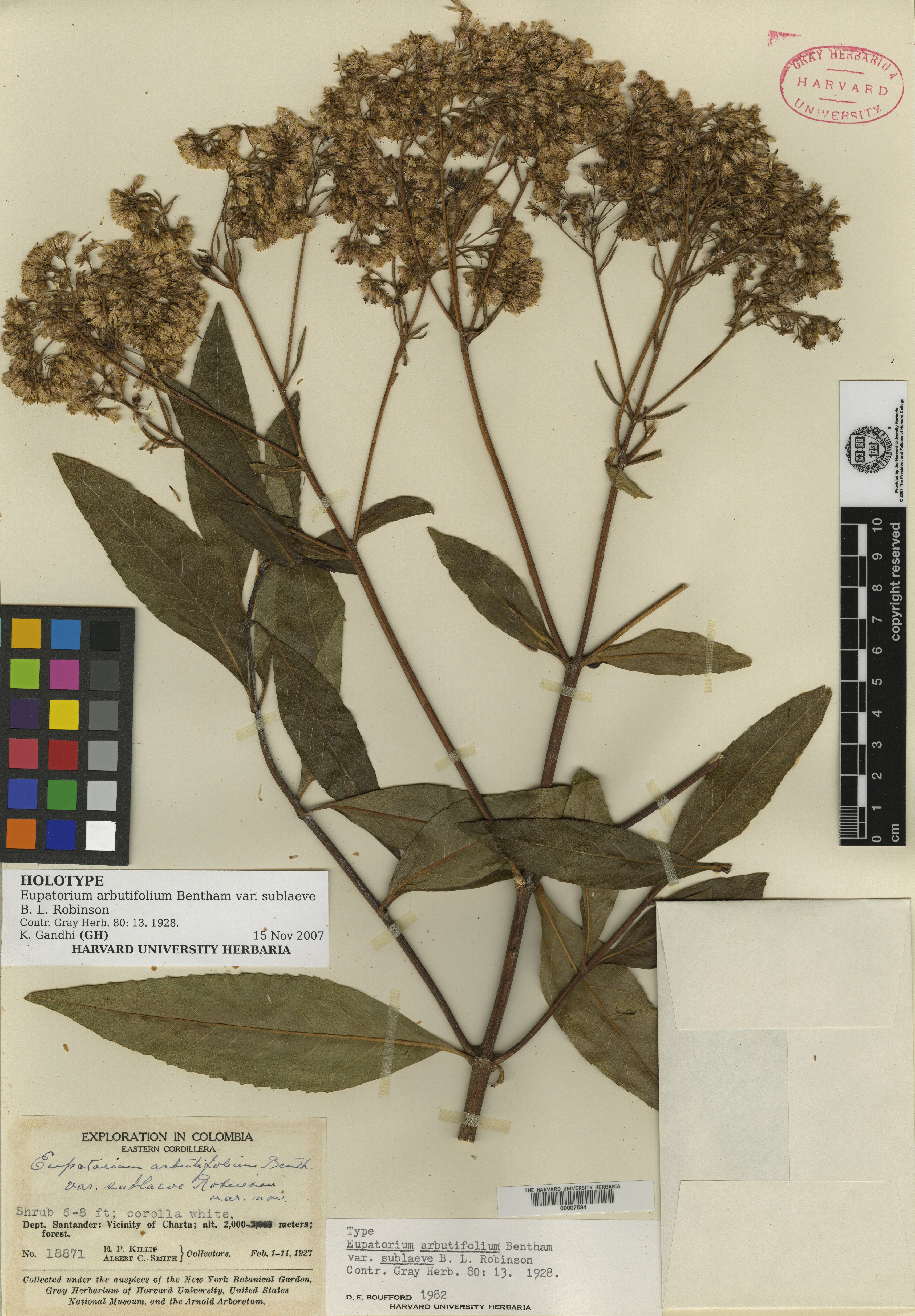 Ageratina arbutifolia image