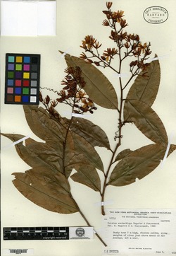 Ouratea parviflora image