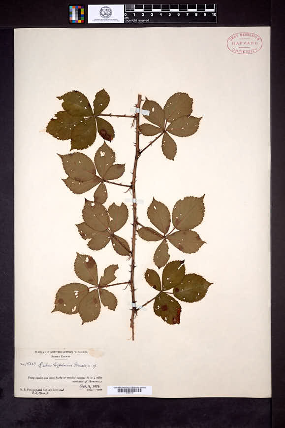 Rubus hypolasius image