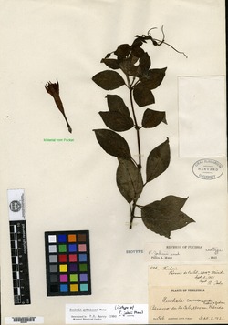 Fuchsia regia image