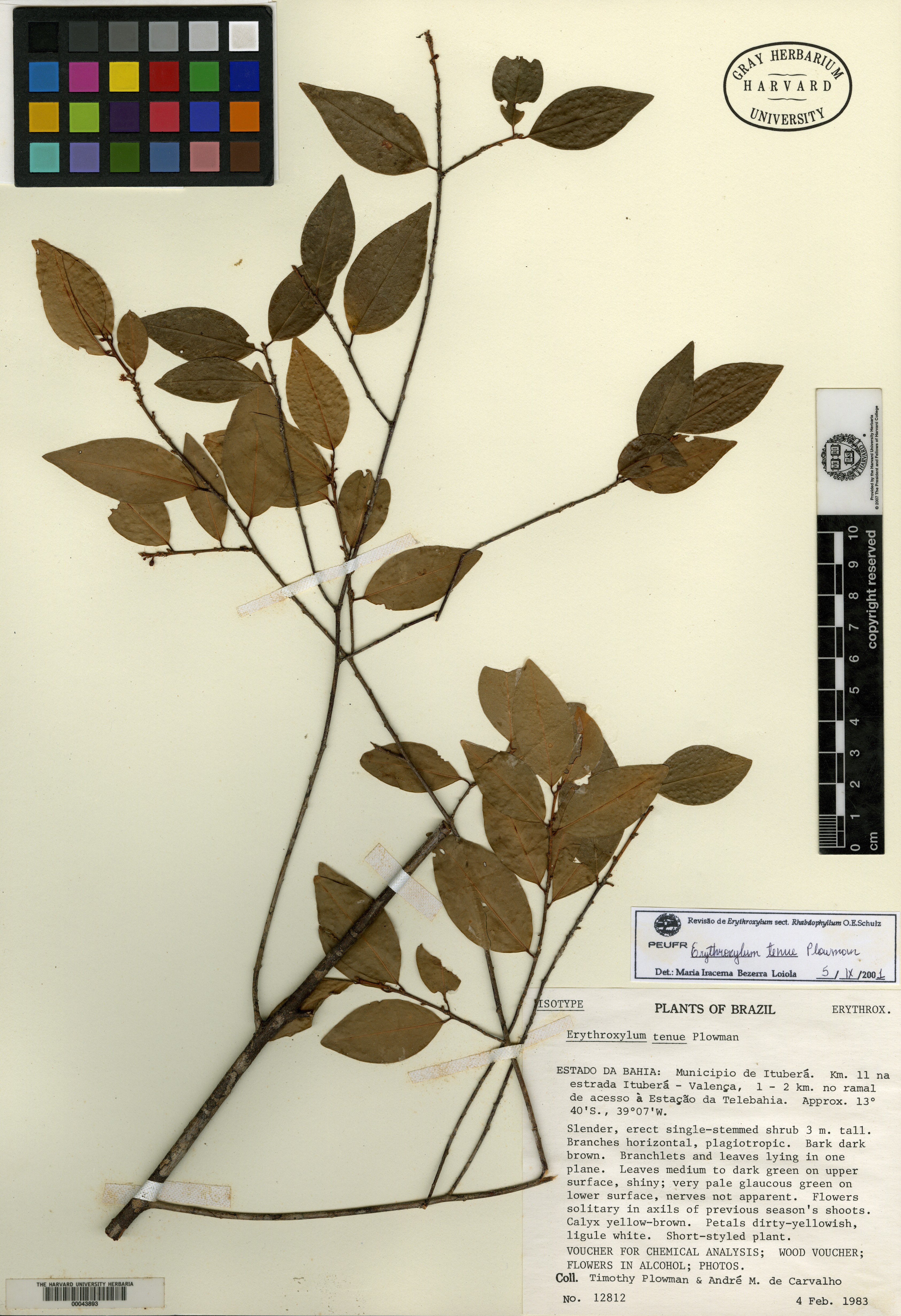 Escallonia alpina var. carmelitana image