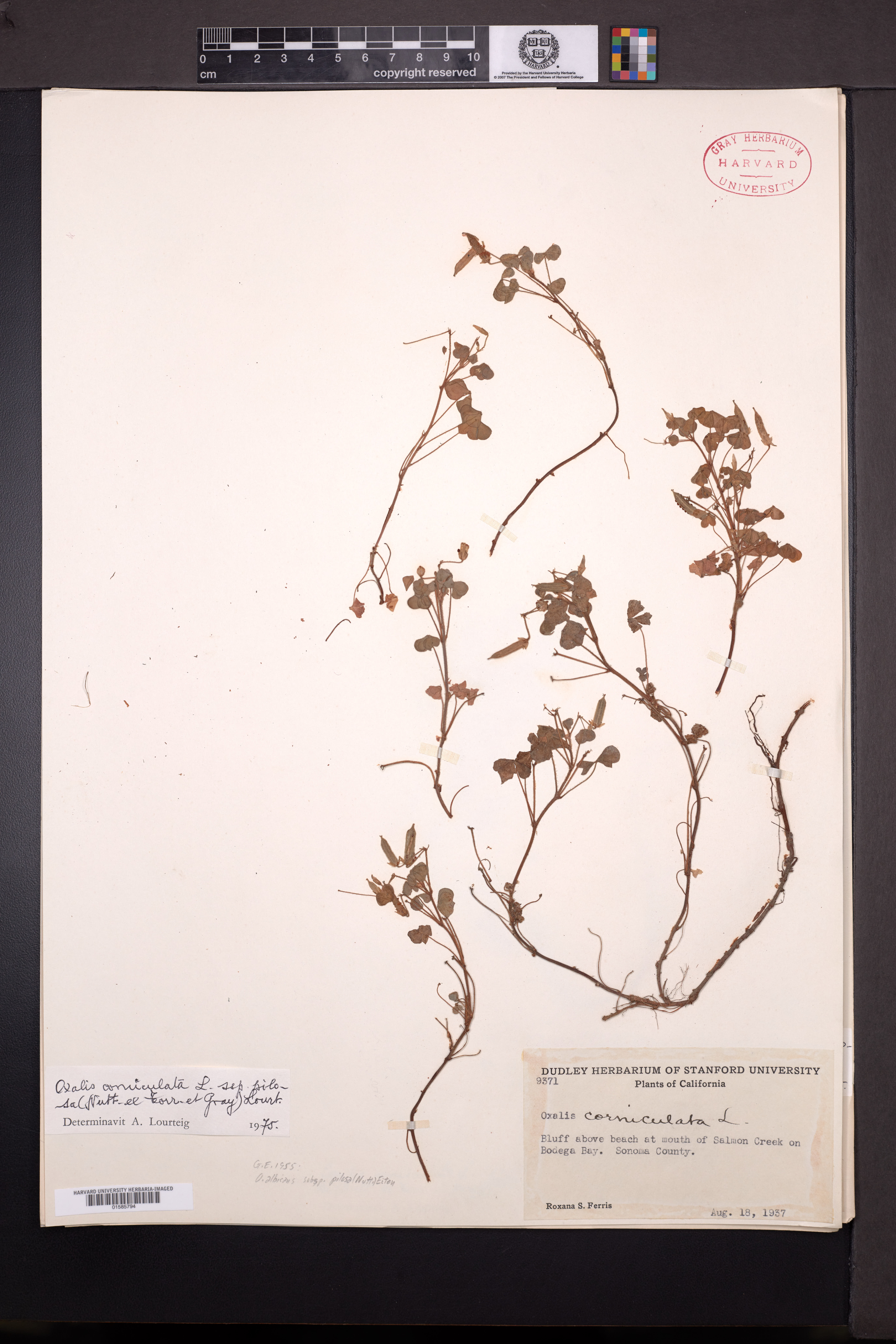 Oxalis albicans subsp. pilosa image