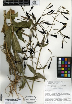 Lisianthius nigrescens var. chiapensis image