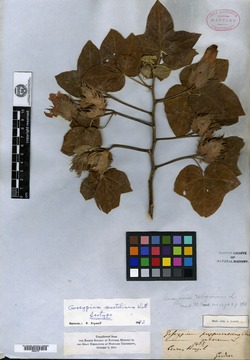 Gossypium trilobum image