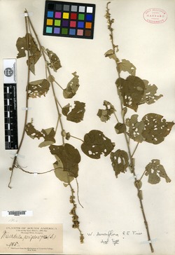 Wissadula densiflora image
