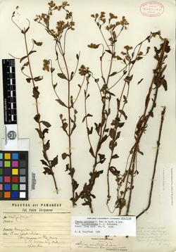 Stevia villaricensis image