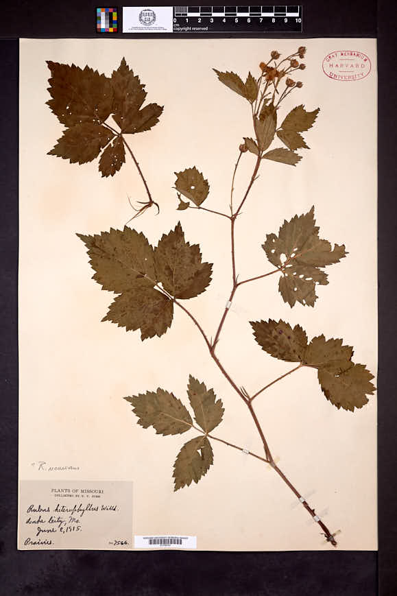 Rubus recurvans image