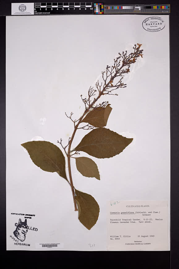 Cornutia grandiflora image