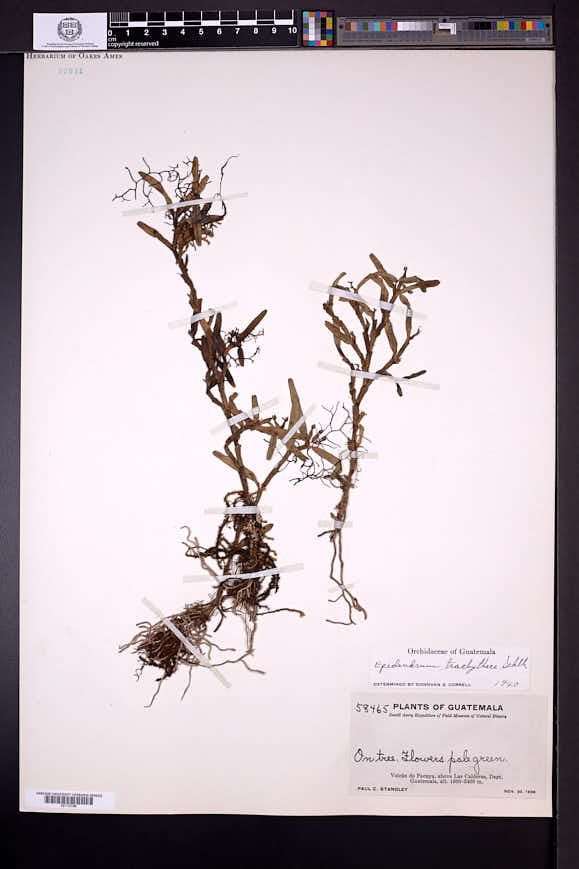 Epidendrum trachythece image