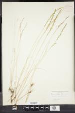 Vulpia octoflora var. glauca image