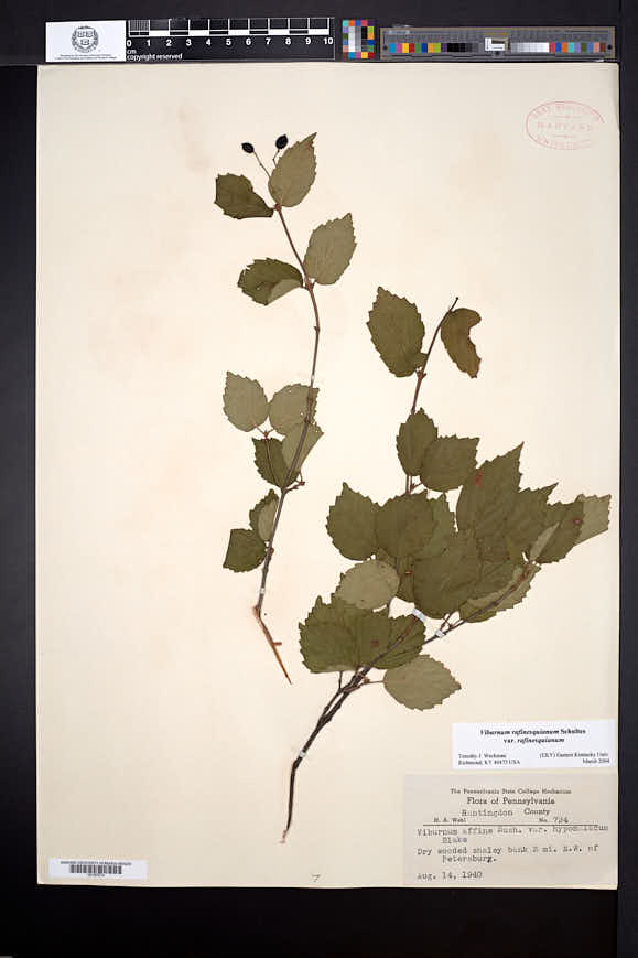 Viburnum rafinesqueanum image