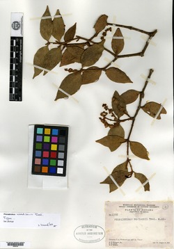 Phoradendron woodsonii image