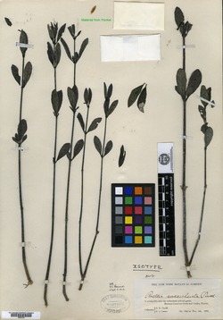 Ruellia succulenta image