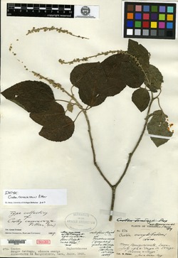 Croton chaetophorus image