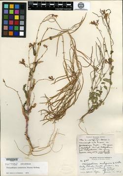 Thelypodiopsis juniperorum image