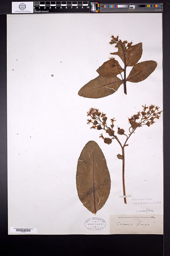 Caccinia macranthera image