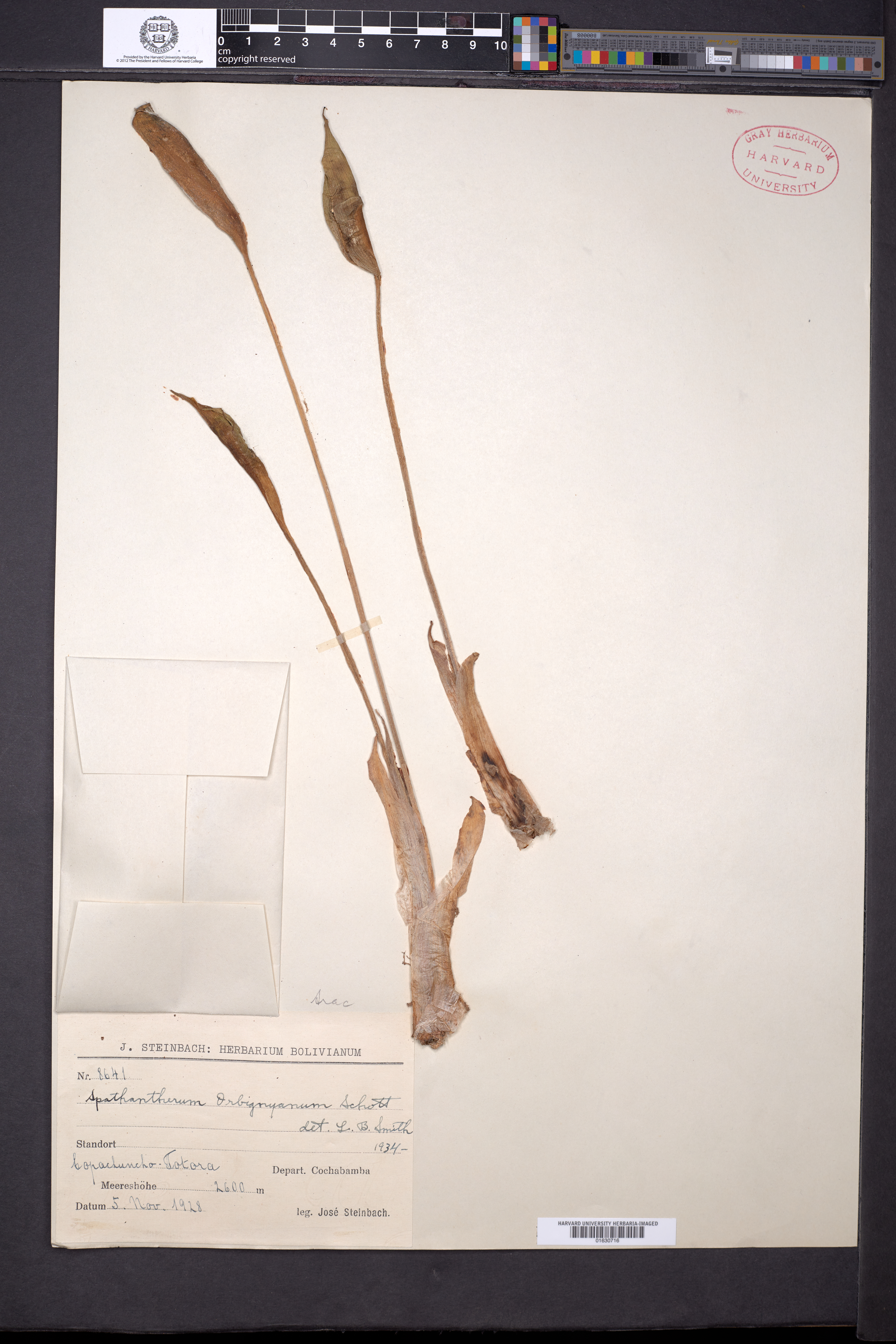 Spathantheum orbignyanum image