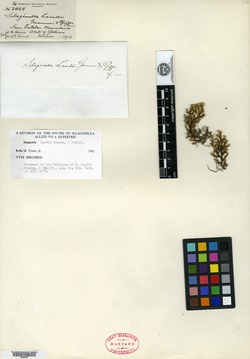Selaginella landii image