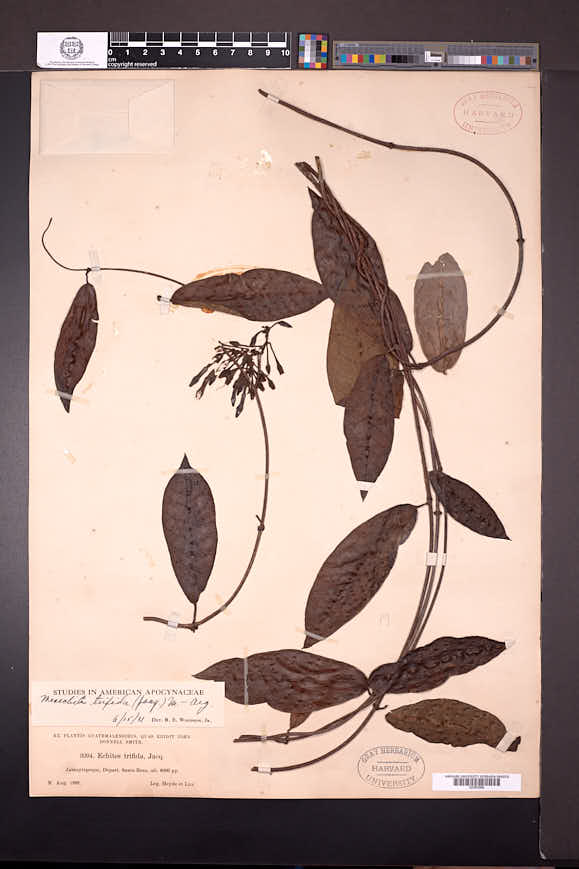 Mesechites trifidus image
