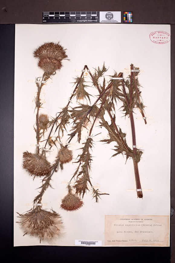Cirsium amplifolium image