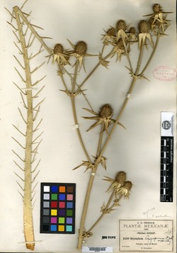 Eryngium longispinum image