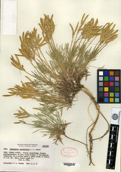Astragalus spectabilis image