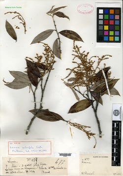 Licania salicifolia image