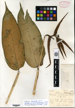 Heliconia timothei image
