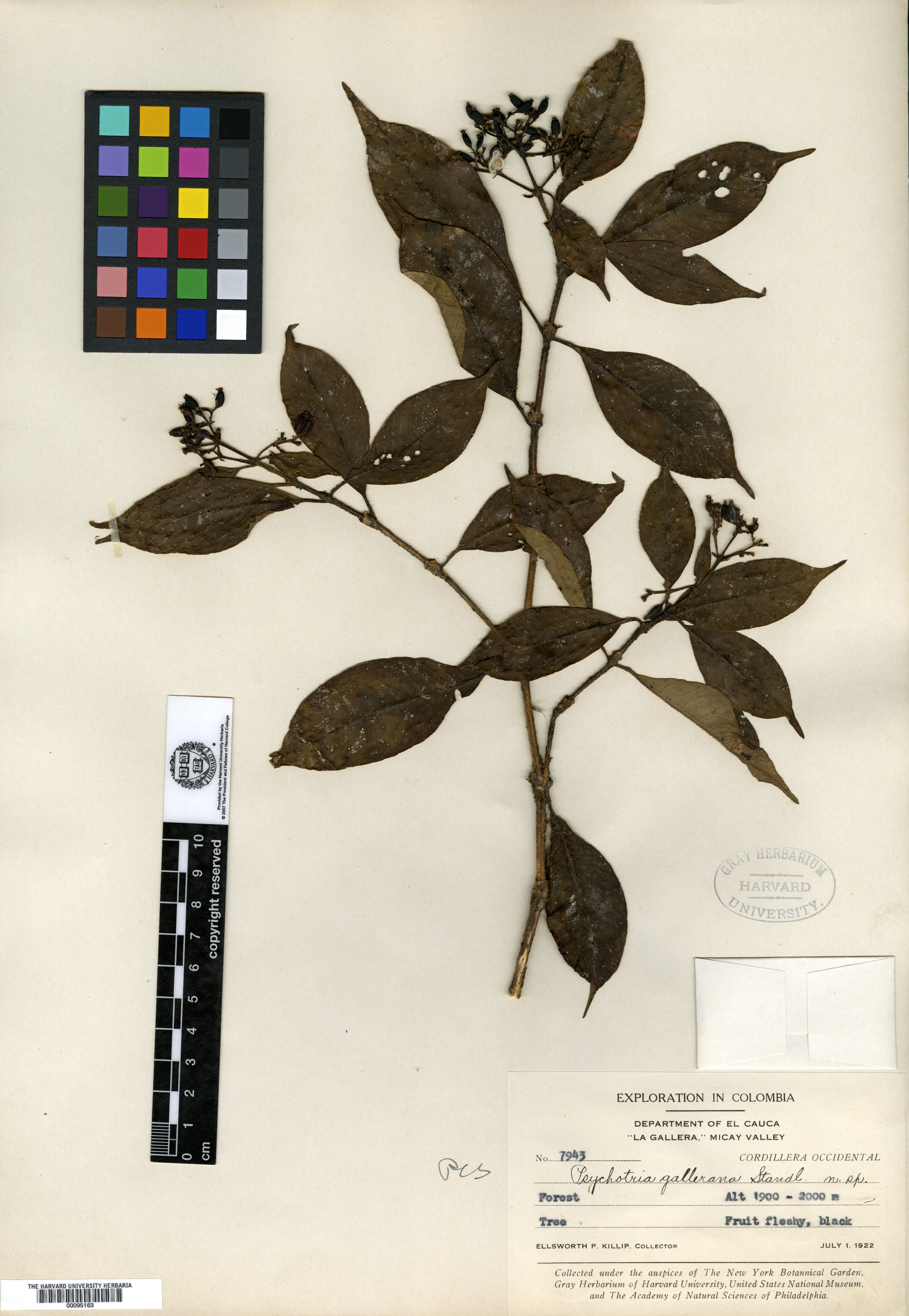 Psychotria gallerana image