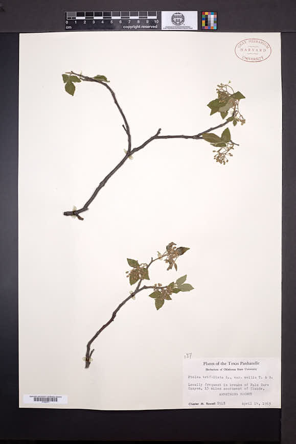 Ptelea trifoliata var. mollis image