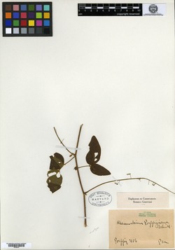 Nissolia microptera image