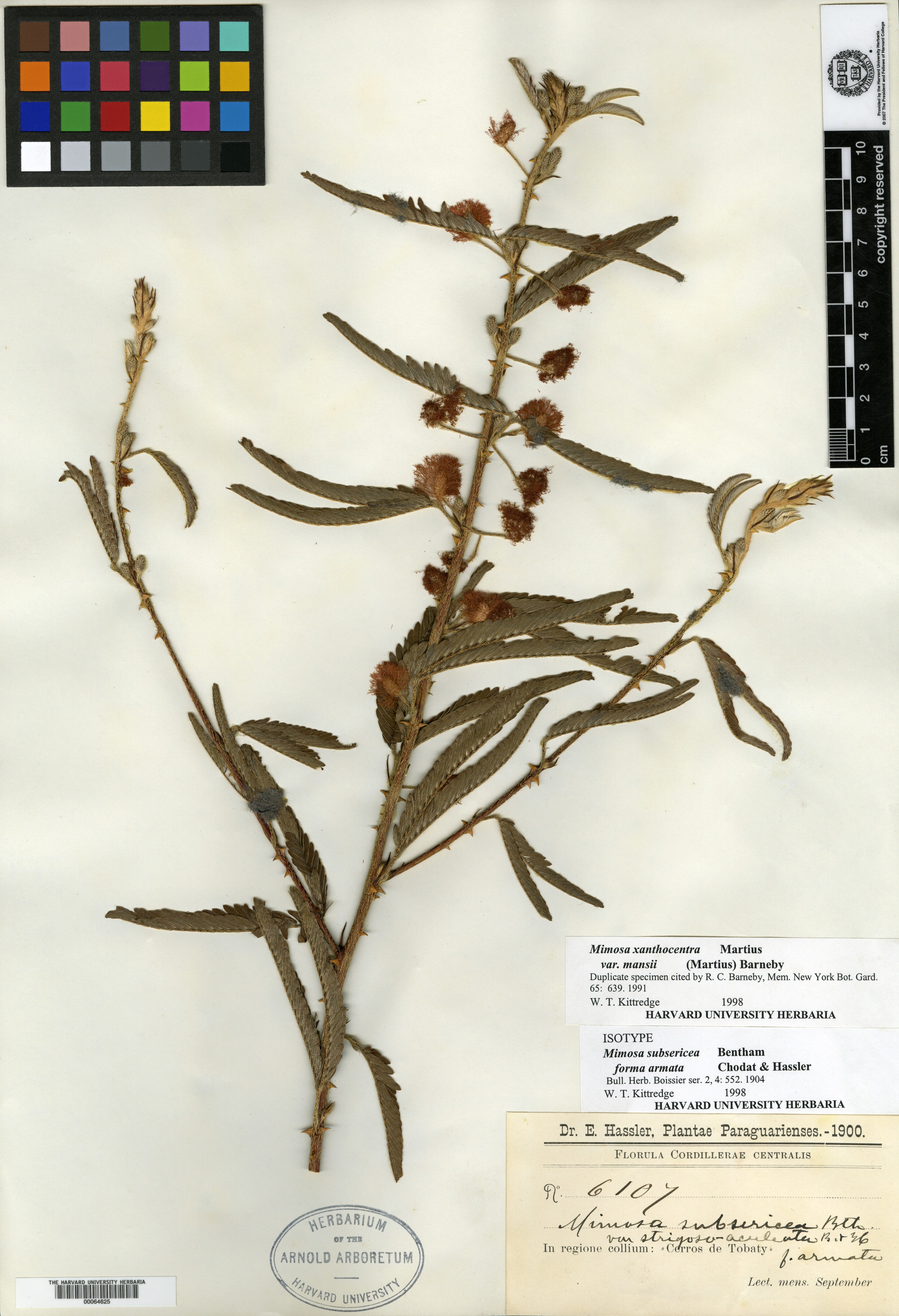 Mimosa velloziana var. atrostipulata image