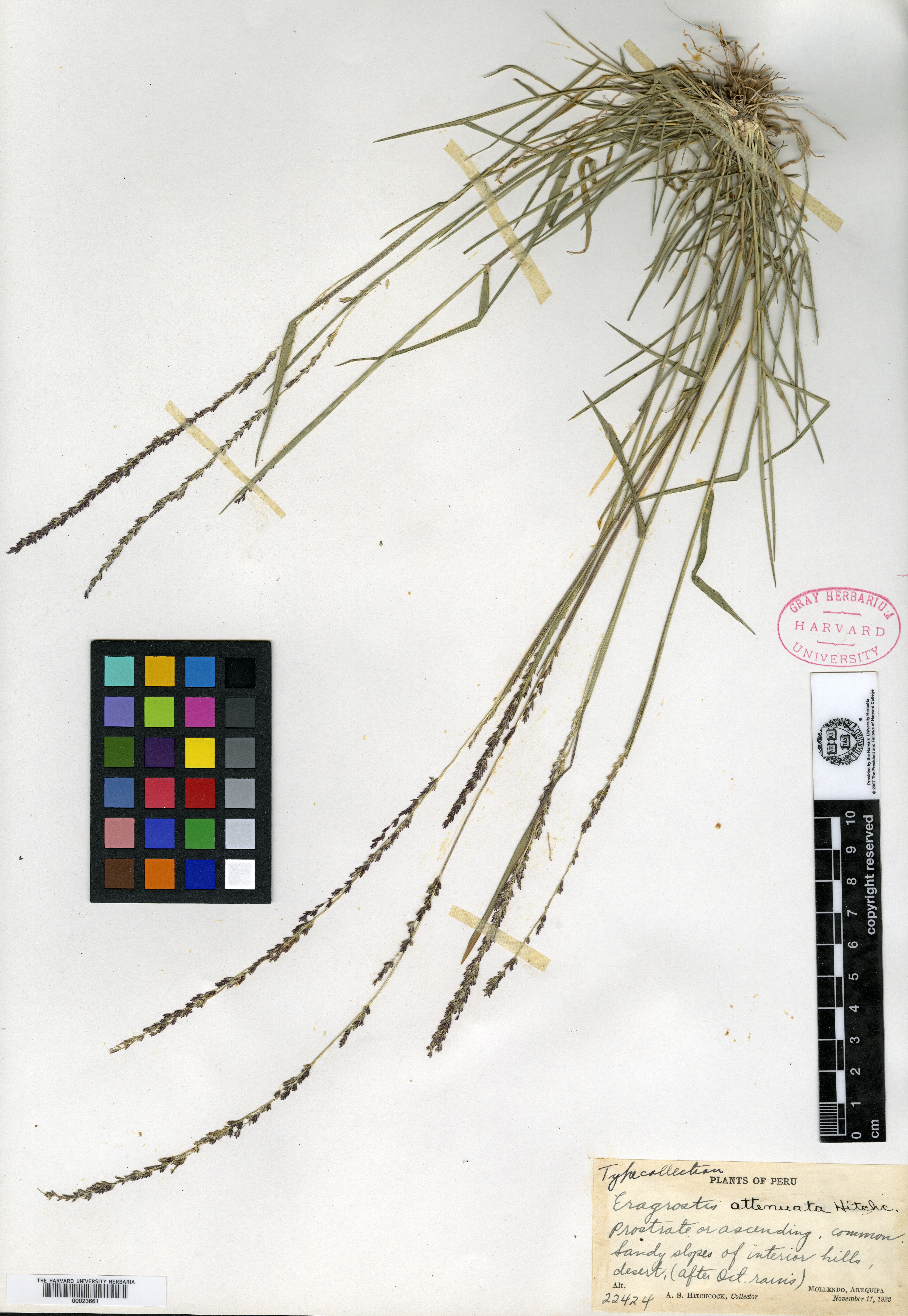 Eragrostis attenuata image