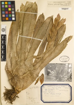 Vriesea thyrsoidea image