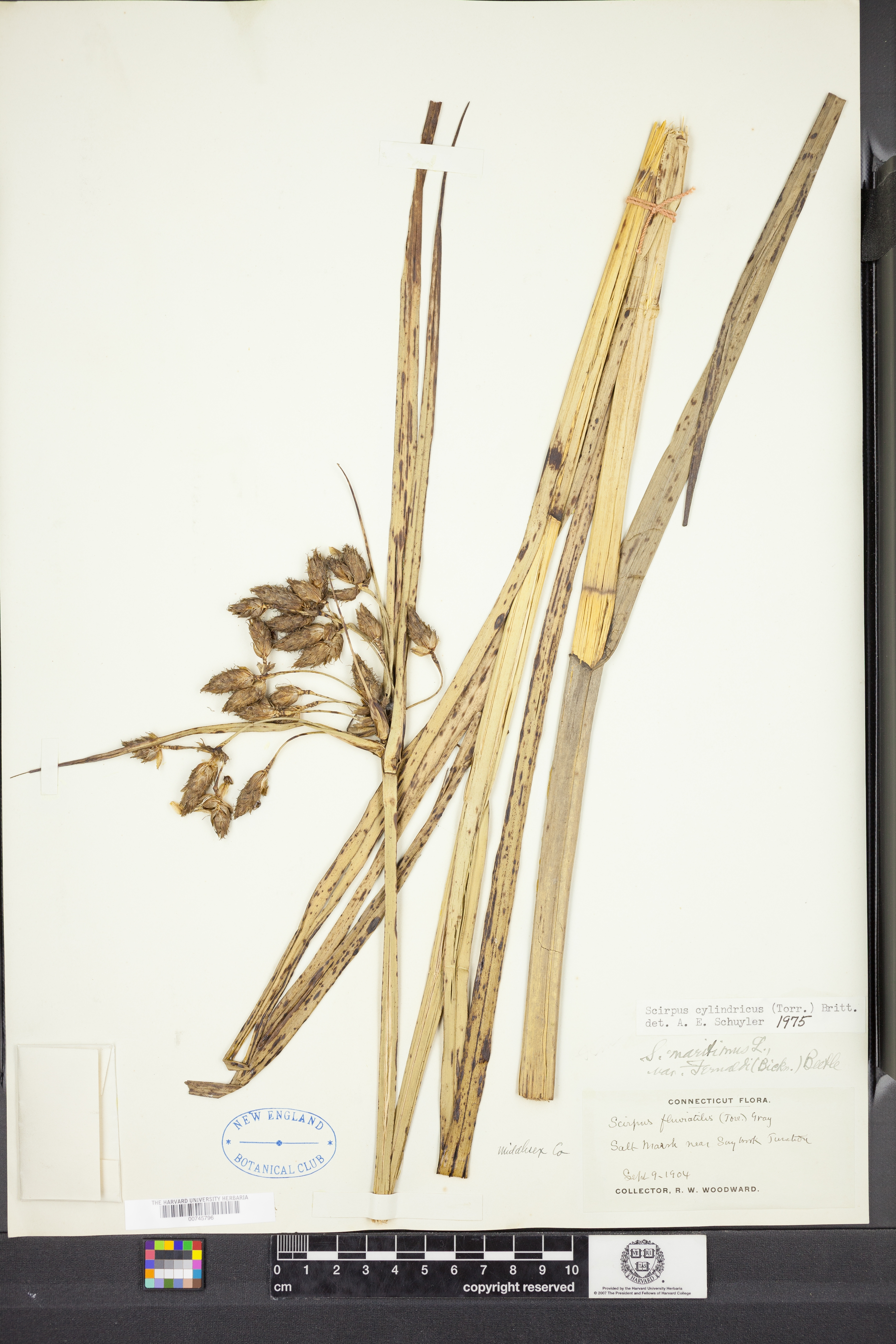 Bolboschoenus novae-angliae image