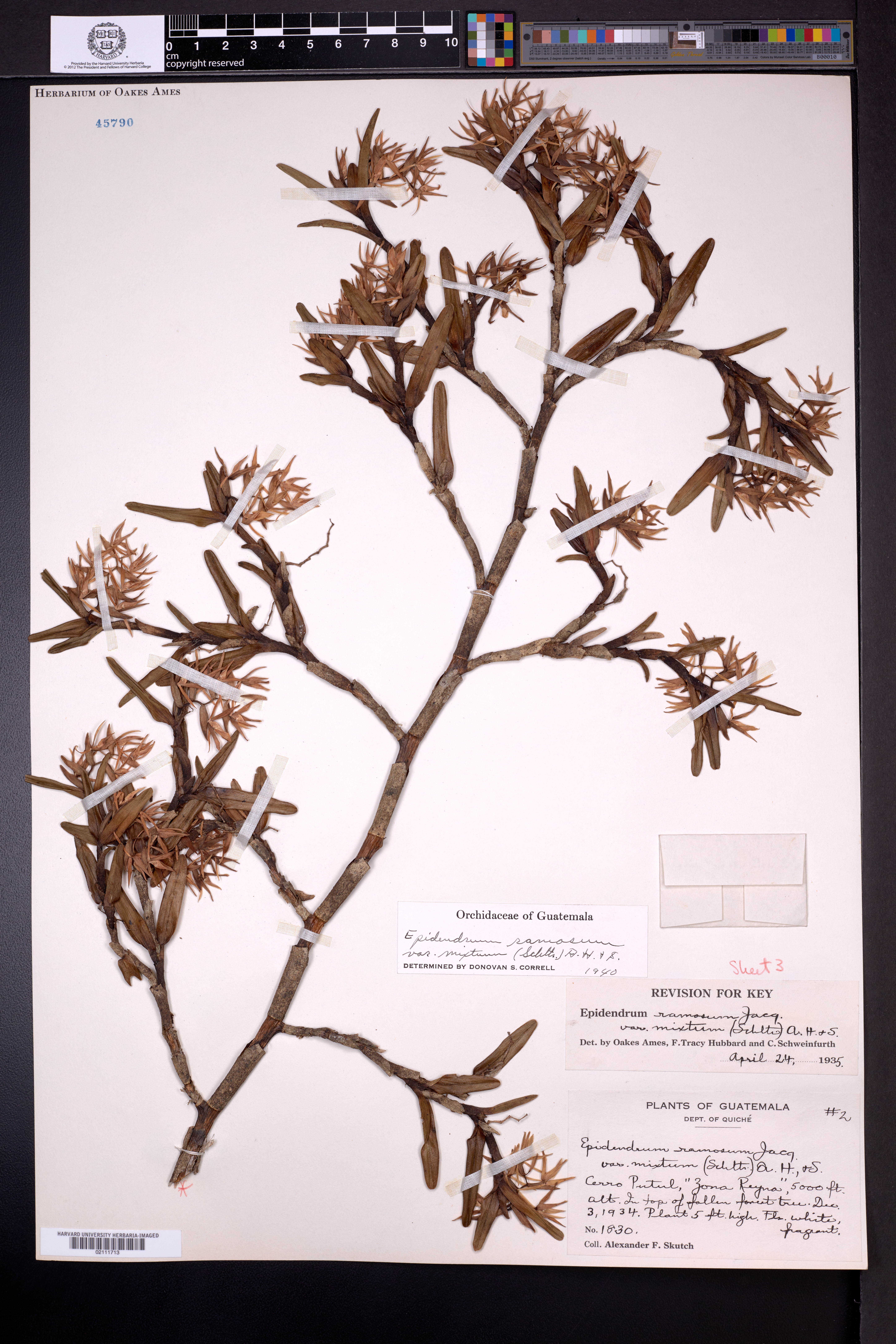 Epidendrum ramosum var. mixtum image